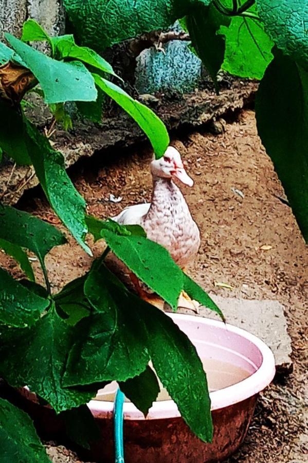 Meanwhile In Veracruz Kültér fotó